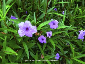 Ruellia brittoniana 'Purple Showers' - blossom & foliage